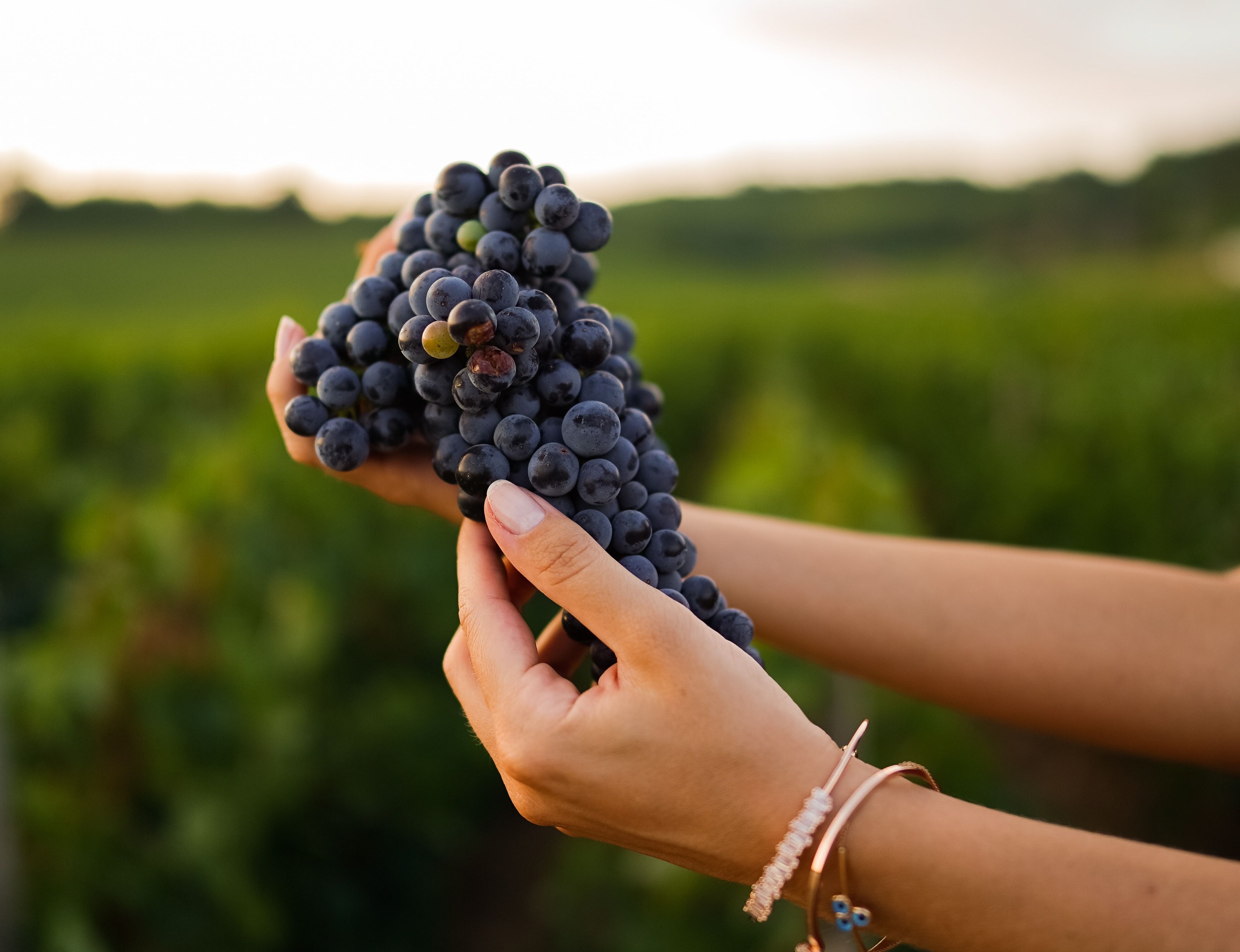 Grapes Harvest in Vineyard