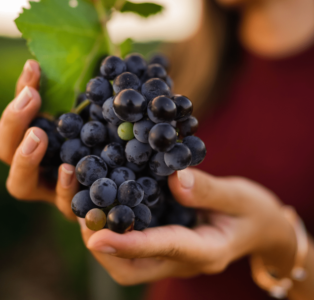 Part 2: Developing a Digital Innovation Roadmap for Luxury Wine&nbsp;Marketing