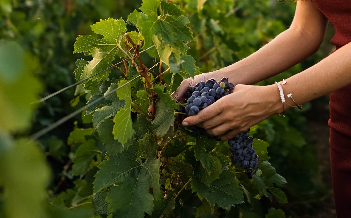 Harvest Hands in Vineyard
